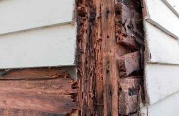 Termite Damage