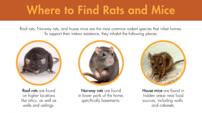 Most common rodent species that infest homes.