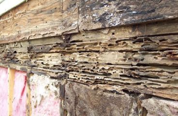Structural Entomology
